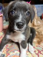 Wire Fox Terrier Puppies for sale in Rocky Steep Rd, Wilkesville Township, OH, USA. price: $20