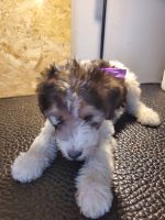 Wire Haired Fox Terrier Puppies Photos