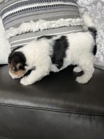 Wire Haired Fox Terrier Puppies for sale in Milford, Ohio. price: $1,700