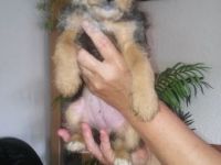 Wire Haired Fox Terrier Puppies for sale in Delvinë District, Albania. price: 250 ALL