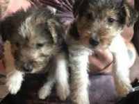 Wire Haired Fox Terrier Puppies for sale in California Ave, Windsor, ON, Canada. price: $350