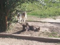 Wolfdog Puppies Photos