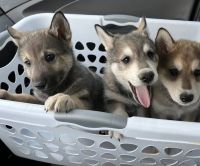 Wolfdog Puppies for sale in Conroe, TX 77385, USA. price: $500