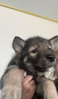Wolfdog Puppies for sale in Rio Rancho, New Mexico. price: $900