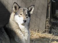 Wolfdog Puppies for sale in Beckley, West Virginia. price: $2,000