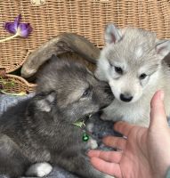Wolfdog Puppies for sale in Robertsdale, AL, USA. price: $800