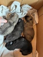 Wolfdog Puppies for sale in Lima, Ohio. price: $1,500