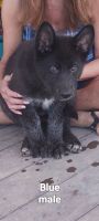 Wolfdog Puppies for sale in El Centro, California. price: $500