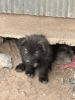 Wolfdog Puppies for sale in Lamar, Colorado. price: $800