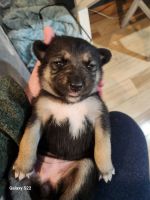 Wolfdog Puppies for sale in Elkhart, Indiana. price: $650