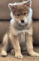 Wolfdog Puppies for sale in Fort Payne, AL, USA. price: $1,100