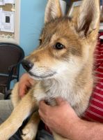 Wolfdog Puppies for sale in Fort Payne, AL, USA. price: $900