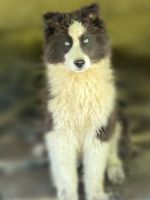 Wolfdog Puppies for sale in Elma, Washington. price: $1,000