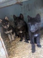 Wolfdog Puppies Photos