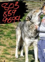 Wolfdog Puppies for sale in Columbia, South Carolina. price: $650