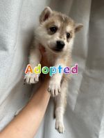 Wolfdog Puppies for sale in Columbia, South Carolina. price: $650