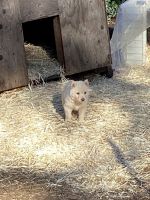 Wolfdog Puppies for sale in Mad River, CA, USA. price: $300