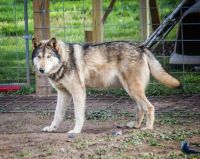 Wolfdog Puppies for sale in Kansas City, MO, USA. price: $1,200