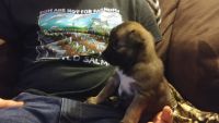 Wolfdog Puppies for sale in Vancouver, WA, USA. price: $650