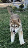 Wolfdog Puppies for sale in Cherry Hill, NJ 08002, USA. price: $800