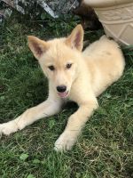 Wolfdog Puppies for sale in Cherry Hill, NJ 08002, USA. price: $800