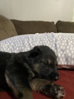 2 week old grey wolf, German Shepard, and malamute hybrid