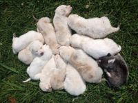Wolfdog Puppies for sale in Milan, TN 38358, USA. price: $300