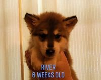 Wolfdog Puppies for sale in Murray, NE 68409, USA. price: $1,200
