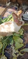 Woolly Hare Rabbits Photos