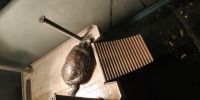 Yellow-headed Box Turtle Reptiles for sale in Omaha, NE, USA. price: $80