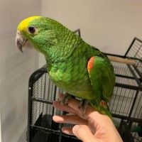 Yellow-Naped Amazon Parrot Birds for sale in 60011 CA-1, Big Sur, CA 93920, USA. price: $800