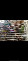 Yellow-Naped Amazon Parrot Birds for sale in Gorham, ME 04038, USA. price: $1,000