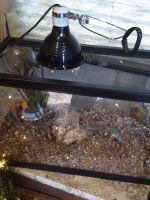 Yellow-Peppered Salamander Amphibians for sale in Georgetown, TX, USA. price: $25