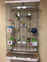 Yellowhead Birds for sale in Toms River, NJ, USA. price: $150