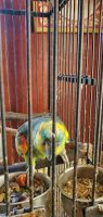 Yellowhead Birds for sale in Gold Beach, OR 97444, USA. price: $150,000