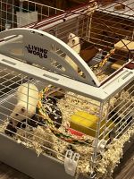 Yellowish Rice Rat Rodents for sale in Weston, WV 26452, USA. price: $150