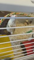 Yellowish Rice Rat Rodents Photos