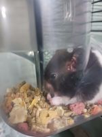 Yellowish Rice Rat Rodents Photos