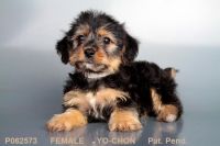 Yochon Puppies for sale in San Diego, CA, USA. price: $1,895