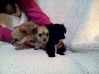 Yochon Puppies for sale in Bryant, IN 47326, USA. price: $300