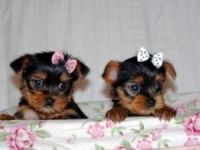 Yochon Puppies for sale in Huntsville, AL, USA. price: $300