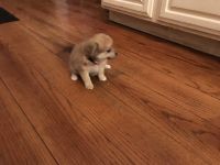 Yoranian Puppies for sale in Monticello, AR 71655, USA. price: $400