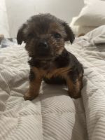 Yoranian Puppies for sale in Jacksonville, AR, USA. price: $300