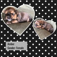 Yoranian Puppies for sale in Odessa, TX, USA. price: $350