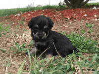 YorkiePoo Puppies for sale in Cassville, MO 65625, USA. price: $800
