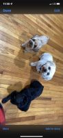 YorkiePoo Puppies for sale in Joplin, MO, USA. price: $800