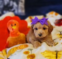 YorkiePoo Puppies for sale in Norwalk, CA, USA. price: $1,200