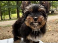 YorkiePoo Puppies for sale in Pittsburgh, PA, USA. price: $300