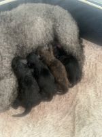 YorkiePoo Puppies for sale in Waldorf, MD, USA. price: $2,000