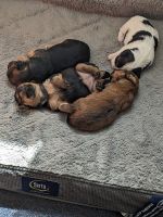 YorkiePoo Puppies for sale in Philadelphia, PA, USA. price: $1,200